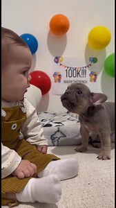 1.3M views · 74K reactions | Nurf angry at baby too. He said no yell #viralreelsシ #fypシ #baby #cutebaby #fyp #ia #humor #papasprimerizos #newborn #StarsEverywhere | Nurfthefrench Official | Facebook