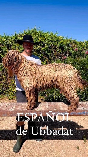 4.1K views · 138 reactions | Dog Breed  Spanish Water Dog (perro de agua español) From @ubbadat_pdae Country  #spain #españa #arispedigree | Dogs In The World | Facebook