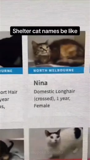 Welcome to cat shelter #cat #fyp #usa #funny #shelter | dave the magical cheese wizard cat