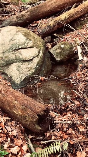 BUCKLAND FOREST WALK #foresthike #massachusetts #natureadventure #trailvibes