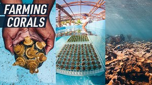 14K views · 51 reactions | A coral farm in the Bahamas is proving...