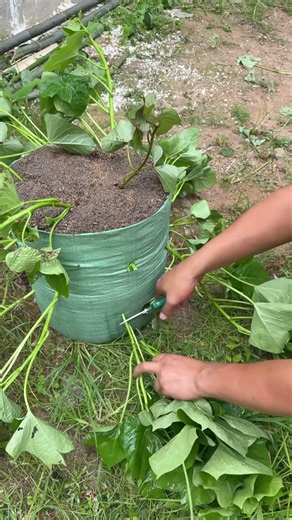 The most satisfying way to prune sweet potato vines! 🍠✂️ #gardening #diy #oddlysatisfying