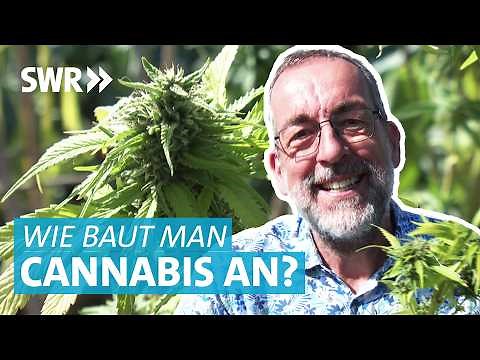 So baut man Cannabis richtig an: Nach der Cannabis-Legalisierung einfach zur eigenen Pflanze