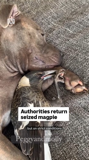 16K views · 371 reactions | Molly the magpie has returned home on a...