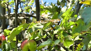 Butterfly Apatura iris, Purple emperor on leaf of apple tree. Branches with leaves and apples ripening in natural environment on sunny summer weather with gentle wind - with zoom in and zoom out.