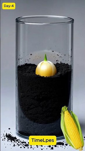 Sweet Corn Plant Full Time lapse | Super Fast Growth | 0 to Harvest 🌽🔥