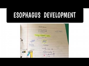 Development of the Esophagus|Easy GIT Embryology|