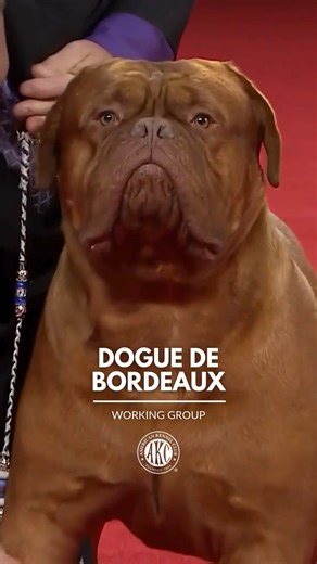 2.7M views · 65K reactions | The Dogue de Bordeaux is an ancient dog breed famous for loyalty and courage. Perspective owners should note this breed can be stubborn if training isn't prioritized in puppyhood. Learn more: https://bit.ly/3VRlmSx | American Kennel Club | Facebook