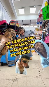 Tienda para mascotas baratísima 🐶 Accesorios para tu perro, gato o la mascota que tengas a precio de mayoreo 🐱 Todos los días tienen descuentos así que aprovecha 🐰 . 📍Calle Isabel la Católica 130, Colonia Centro, Ciudad de México ☎️WhatsApp: 55 64 15 19 66 📲: @celtokcom . #accesoriosparamascotas #mascotas #mascota #tiendaparamascotas #tiendademascotas #perro #perrofeliz #gato #gatos | Aldair Leal Martinez