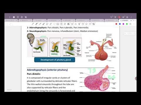 L1 / Histology: The endocrine system