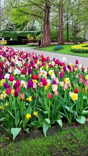 🌷 Keukenhof Full Bloom Update | April 2026 🇳🇱