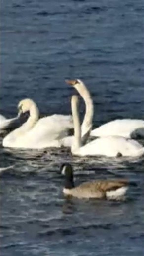 "Majestic Swans: Secrets of the Lake"