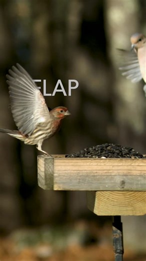 Cornell Lab of Ornithology on Instagram: "🐌 Take a moment to slooooow down with the birds. In this sneak peak of our upcoming video series, Backyard Birds Revealed, filmmakers @Timlaman and @russlaman perform a magic trick, making the flash of a bird landing on a perch into mesmerizing slow motion footage. At normal speed a bird coming in for a landing can seem abrupt or haphazard. But in super slow motion we’re able to see the grace and agility of these take-offs and landings and the nuances i