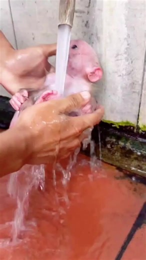 Cute Monkey Enjoys Bath Time in Adorable Video