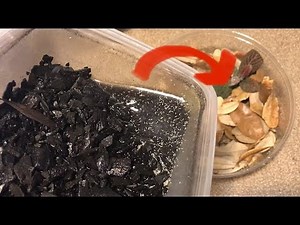 Simple Dart Frog Grow-out