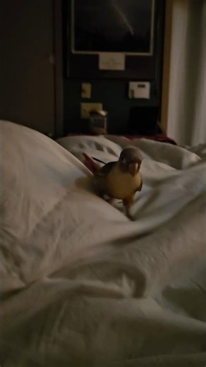 The Most Dangerous Bird 🐦 EVER!