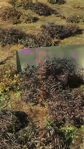 The Future Of Hand Planting #Agriculture #FarmingTips #LabeeqAgriFarm