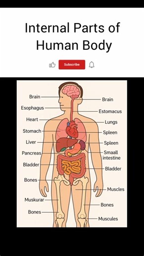 Internal Parts of Human Body