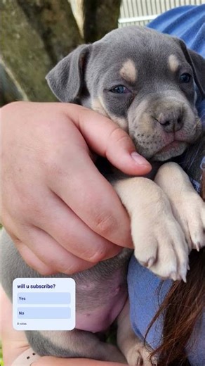 maysie and her sisters (not the whole litter btw) there was 8 pups total.