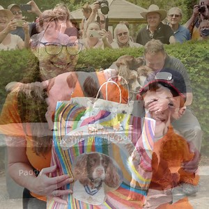 3.1K views · 349 reactions | Since being awarded the #PDSAOrderOfMerit, Max continues to comfort, lighten and inspire. His positive impact continues through the team's daily live streams, valuable charitable work, and even inspiring a few budding fundraisers! Happy first medal anniversary, Max 李 #BeMoreSpaniel #MaxsMoment | PDSA | Facebook