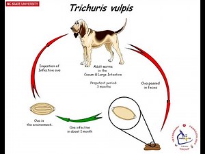 Trichuris Vulpis (Dog Whipworm) ; Overview, Lifecycle, Disease, Symptoms, Diagnosis, Treatment