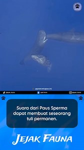 Paus Sperma (Physeter macrocephalus) termasuk salah satu hewan dengan suara terkeras di dunia. Suara yang dikeluarkan oleh Paus Sperma memang bisa sangat nyaring, bahkan bisa mencapai 230 desibel, yang jauh lebih keras dari suara jet yang sedang lepas landas. Suara ini mereka gunakan untuk berkomunikasi sesama paus dan juga untuk navigasi, serta berburu di laut dalam yang minim cahaya. Vokalisasi Paus Sperma semuanya berdasarkan bunyi klik, yang dijelaskan dalam empat jenis, yaitu ekolokasi bias
