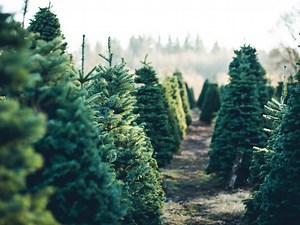 ​Where To Buy Or Cut Your Own Fresh Christmas Tree In Mahwah Area