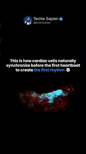This Is How Cardiac Cells Synchronize Before the First Heartbeat 🤯❤️