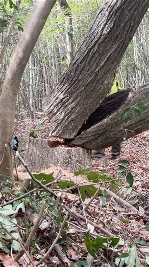 [Horrifying] The moment it falls while its forks split apart...! | Tree Felling vol.5 (Splitting ...