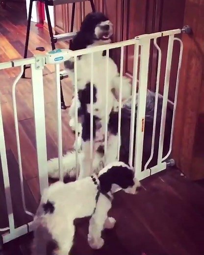 Miniature Parti Poodle Loves to Dance - 1358050