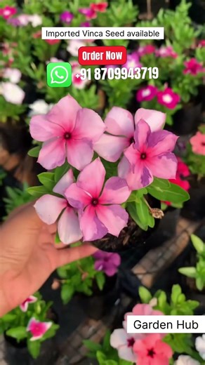 Rare Imported Vinca Flower Seed Online Shopping 🌱 #vinca #flowers #plants #garden