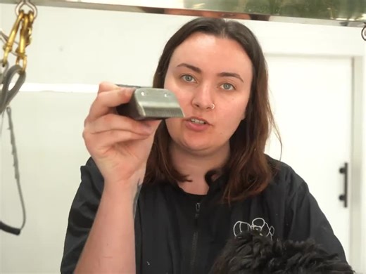 Dog Grooming_ Cockapoo Full Groom-2