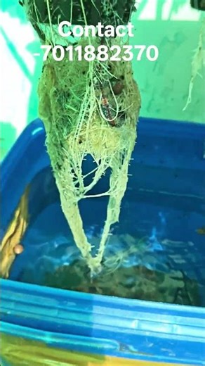 krantky hydroponic yellow zucchini plant #hydrophonic #soillessfarming #zuccni