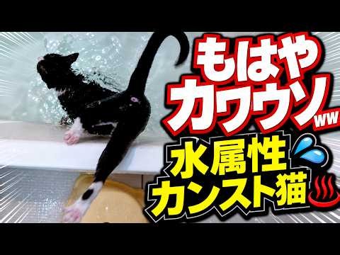 カワウソより水属性体制の猫がさらに進化をとげたら風呂猫というより、風呂神様レベルでした【4K高画質版】