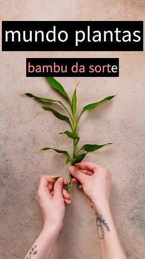 366K views · 6.1K reactions | como fazer o bambu da sorte ficar em forma de aspiral #sucesso | Mundo das plantas | Facebook
