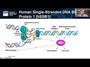 Cytotoxicity of Modified Oligonucleotides: Sequence & Structure Impact | Dr. Croft & Dr. Fisher