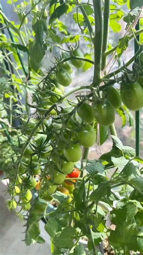 🌱 Hortas - Ideias 🌱 on Instagram: "O passo a passo completo para você ter sua hortinha produtiva em casa já está disponível! Quer o manual/curso completo? Acesso site do meu perfil @hortas_ideias Agora você pode aprender a cultivar diversos alimentos orgânicos na sua casa, MESMO QUE NÃO TENHA ESPAÇO. Veja alguns dos orgânicos que você vai produzir: 🍓 Morangos bem desenvolvidos 🍇 Uvas docinhas 🥑 Abacates no vaso é possível com nossas técnicas 🍍 Abacaxis suculentos 🍅 Tomates bem cuidados e 