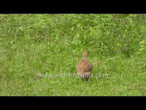 Grey Francolin in Grasslands | Ground Bird in New Delhi