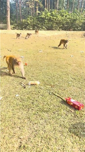 What Did These Monkeys Do When They Saw a Snake? 🐍🐒