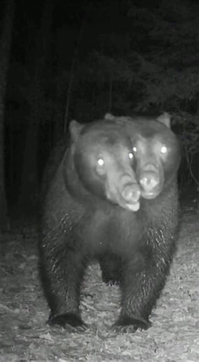 22K views · 113 reactions | A night-trail camera deep in the forest...