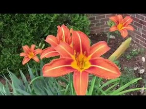 5 Reasons to Grow Tiger Lilies! #lowmaintenance #flowers