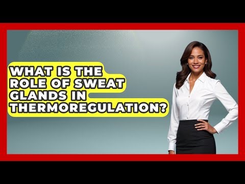 What Is The Role Of Sweat Glands In Thermoregulation? - All About Anatomy Answers