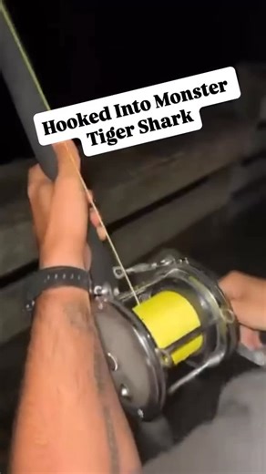 Fishing Piers on Instagram: "Hooked Into Monster Tiger Shark! Would you kayak out in the middle of the night to drop a bait if you knew this was in the water? After all you never know what is going to hit your line when shark fishing from the piers! @ymatta_ and @sharkboy_logan got into a monster tiger shark that took over an hour and 45 minutes to bring from the pier to the shore for a water release. Read below for full story: Story behind it: the bait drone broke luckily, I had an inflatable p