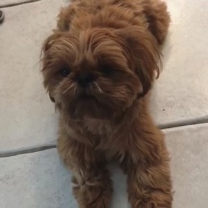 10K views · 958 reactions | Some of the noises that I make really aren’t normal but mommy tries so hard to understand me  IG: @oh_shihtzu_its_oliver | Shih Tzu | Facebook