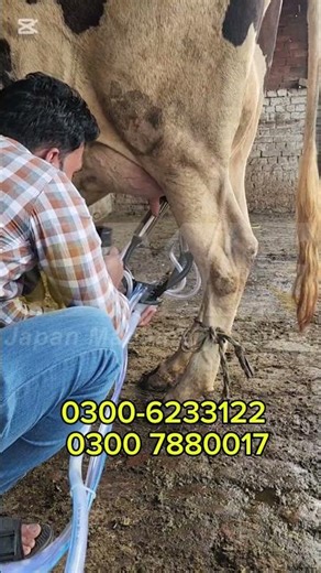 kpr milking machine china high quality milking machine ss milking machine #japan_Machinery_Store