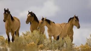 Suit tries to block roundup of nearly 10,000 Nevada mustangs