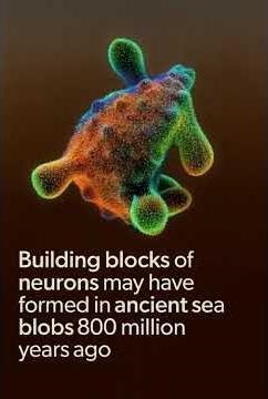 Neurons Originated 800M Years Ago in Brainless Sea Creatures