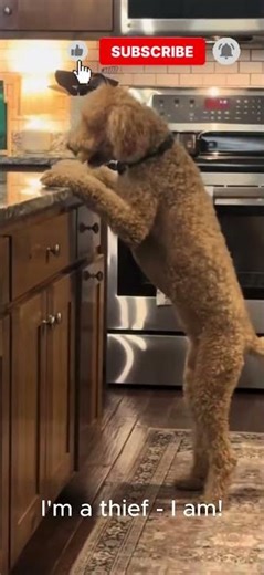 I am a thief - I am! #standardpoodle #poodles