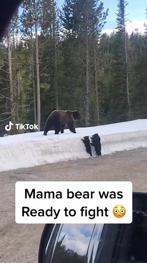 Terrifying Bear Encounter: Mama Bears Fighting