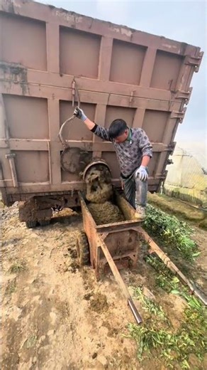 Using Animal Waste as Fertilizer for Crops